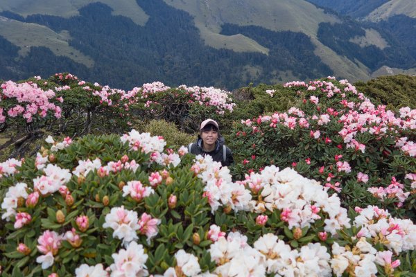 合歡東峰賞玉山杜鵑1386048