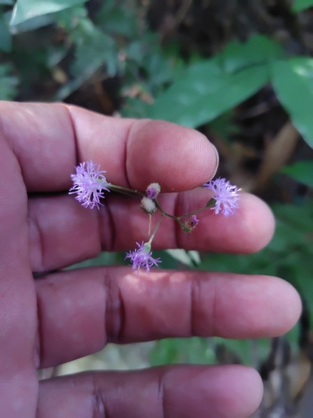 唐麻丹山 蝴蝶谷2918889