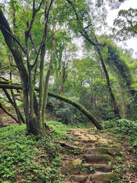 小百岳No.15⛰大棟山(龜崙山)2849764