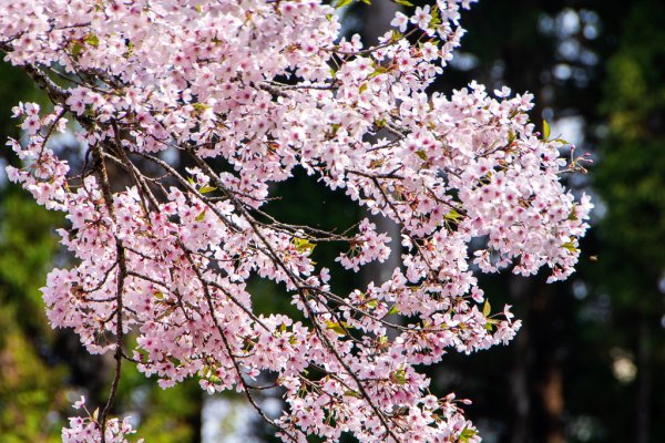 2026-03-28 阿里山3027218