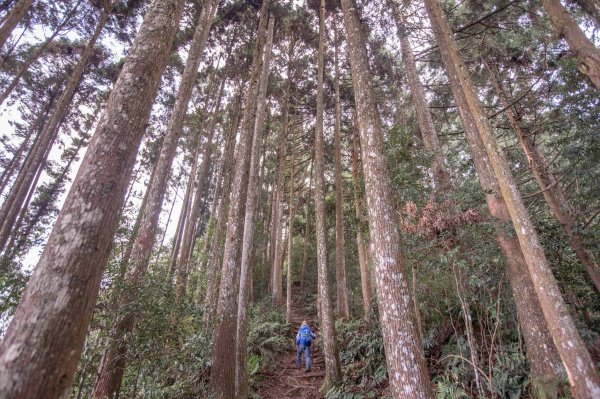 柳杉的國度-油羅山1533367