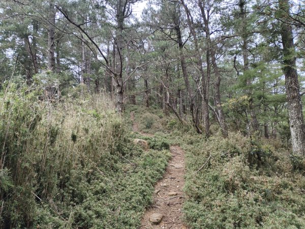 [玉山尋寶任務-08/12] 2025_0824 鹿林山步道_鹿林前山2870910