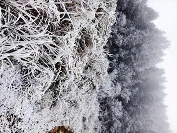 我的2025 第三場雪 #翠峰湖步道 #望洋山 #金翼白眉  2/92708851