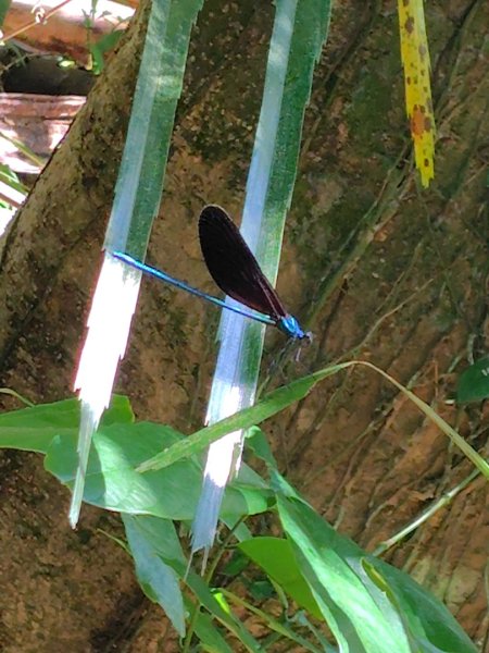 九彎仔步道2816548