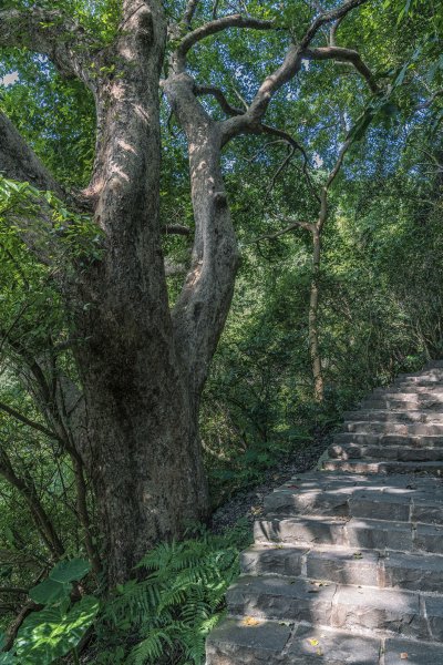 觀音山(北橫古道)1542410