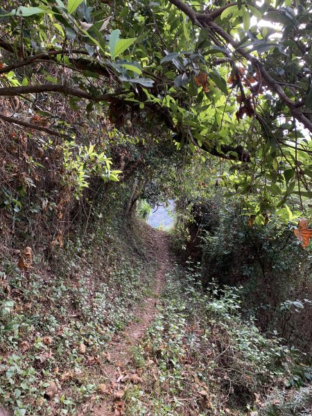 20250419屏東佳平山-虻彈山2767938