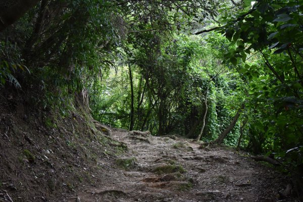 樹林大棟山／小百岳0151408540