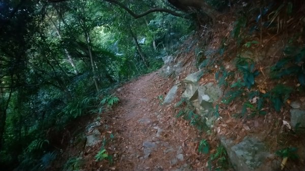 八仙山松鶴線689827