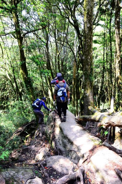 會呼吸的森林步道....加里山103264