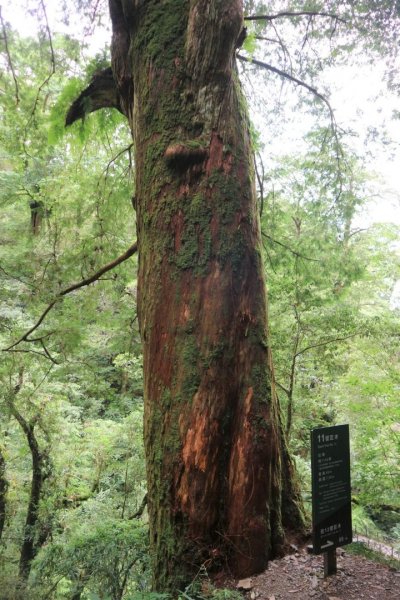 〔桃園復興〕拉拉山巨木，史詩級魔幻森林，75公頃紅檜 扁柏森林浴2237132