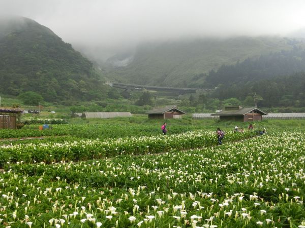 竹子湖海芋季封面