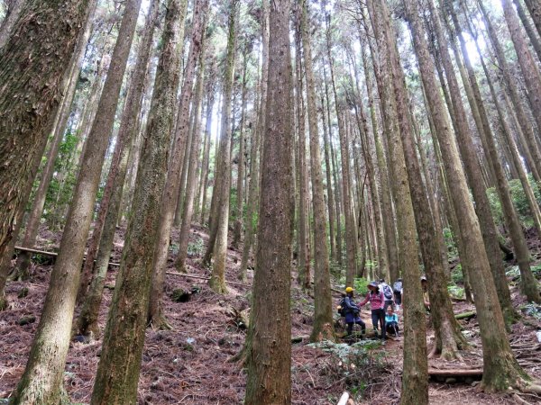 大雪山 長壽山 （肥崠山） 全台最大香杉林1369693