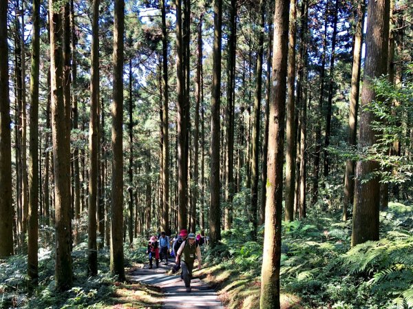 盛夏避暑首選！ 精選全臺五大國家森林遊樂區 瀑布、巨木、雲海一次滿足