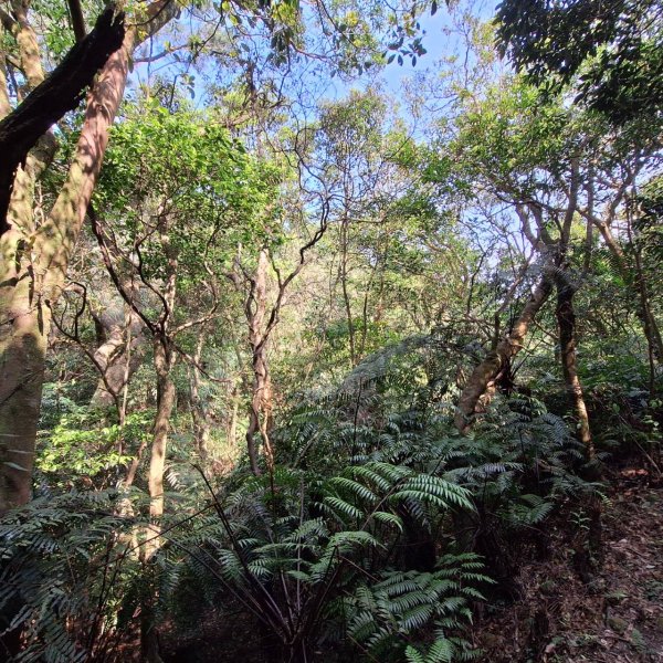 2025臺北大縱走第四段-風櫃口至大湖公園完成2761170