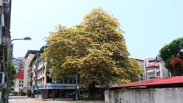 加羅林魚木,松菸文創園區3038160