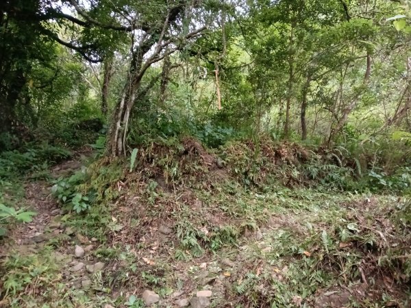 雙溪區中坑古道西線+中坑西山+內盤山土地公廟+中坑古道P字走2895323