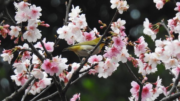中正紀念堂-花鳥&大屯山雲海（山嵐）2/12703313
