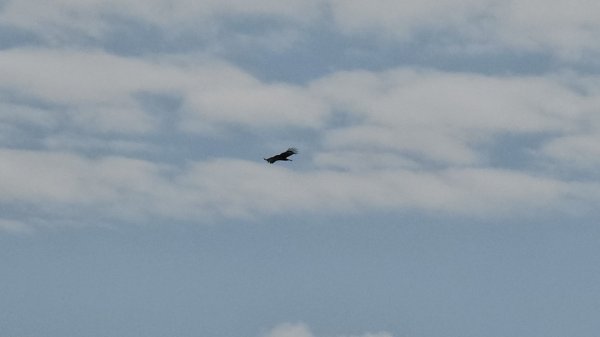 鳶嘴山+稍來神木2709858