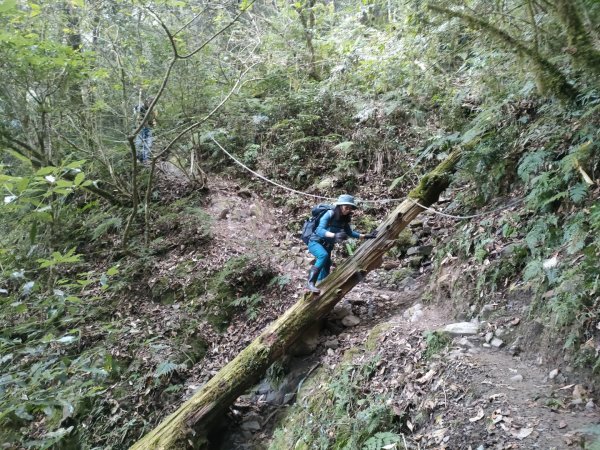 1101121 雪見北坑山，大板根，東洗水山1521928