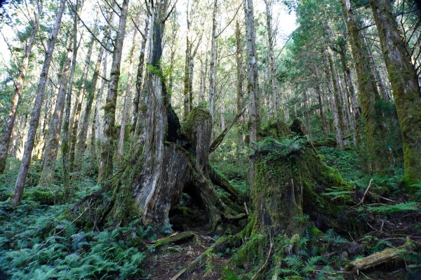 宜蘭 大同 三星山2890385