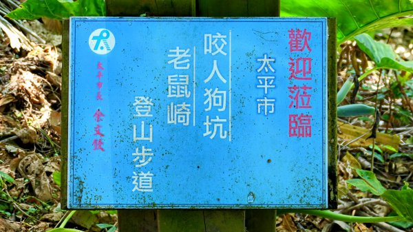 三汀山,苗圃,蝙蝠洞2787354