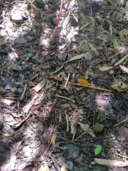 西阿里關山2823107