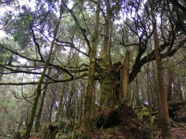 20210307宜蘭太平山翠峰湖環山步道1625956