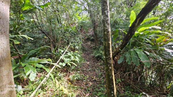 艋舺崙古道上新路尾山連走大平林山古厝O走3102740
