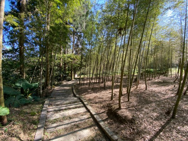 鹿谷大崙尾山、和雅挑竹古道7號、和雅挑竹古道6號O型走2425936