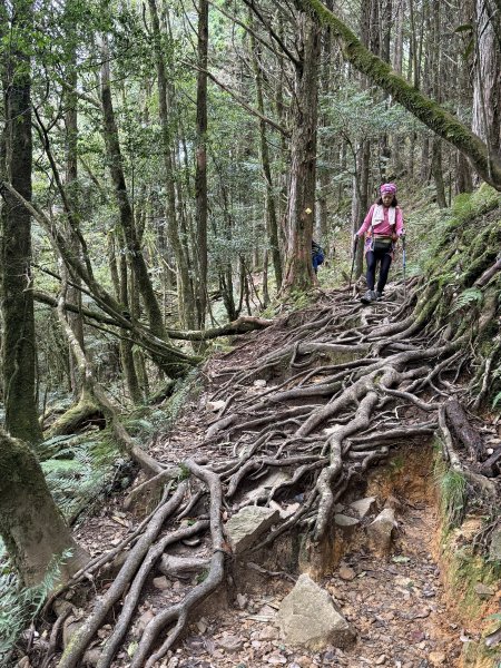 回程下雨的 松鶴上 八仙山 202510252925751