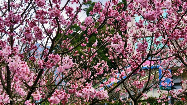 2/20 #天元宮 #墨染櫻(香水櫻)  #楓樹湖 #木蘭花(辛夷)2716237