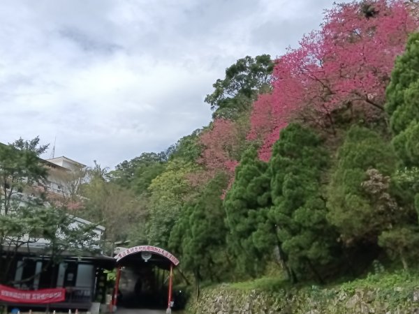 汐止區大尖山櫻花+秀峰瀑布O型3009420