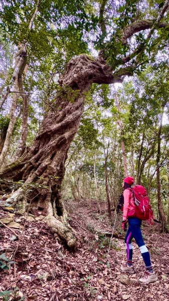 六龜警備道/茂林段/網子山～鳴海山2708209