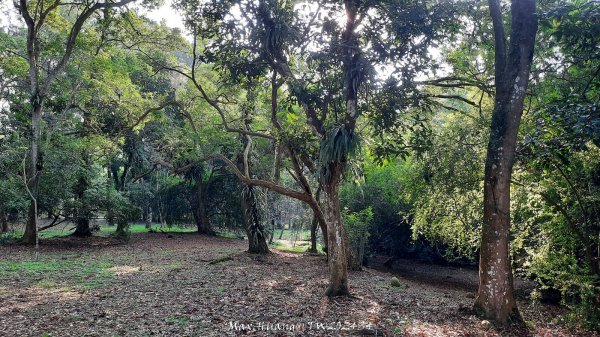 《南投》平地森林｜竹山下坪自然教育園區(臺大實驗林)202411302657844