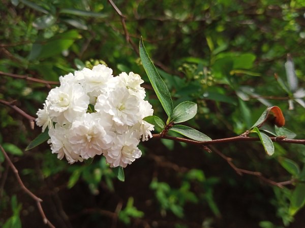 【瑞芳四秀】白象山(又名弘明山)→秀崎山→瑞芳山→龍潭山1651482