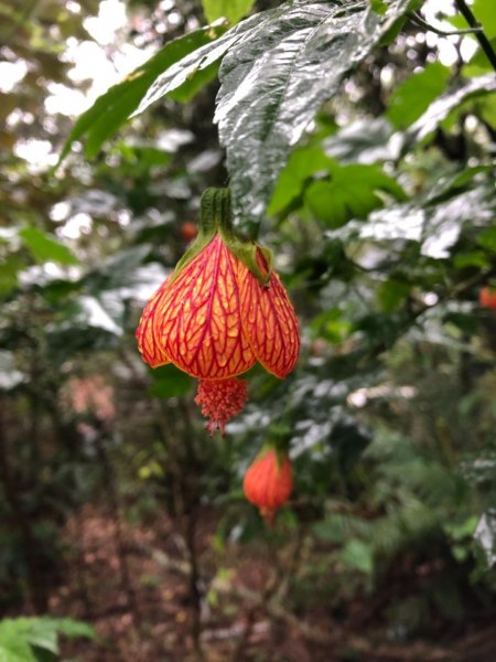 南港山縱走（中華科大登山口—象山）550426