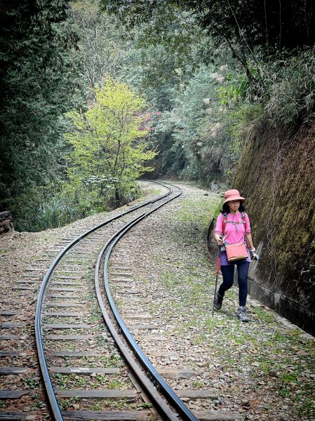 神阿古道原路來回 加碼阿里山賞櫻花 2023/03/242083975