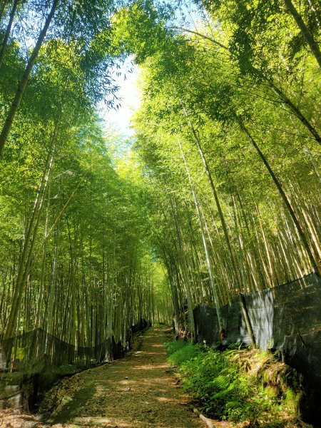 鳳凰山-隆田登山口1760452