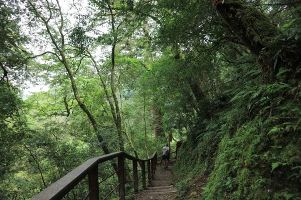 〔桃園復興〕拉拉山巨木，史詩級魔幻森林，75公頃紅檜 扁柏森林浴2237056