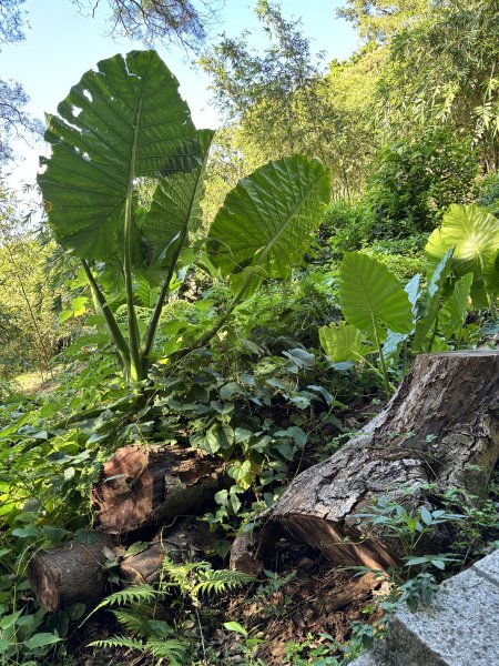 天母古道 + 紗帽山2913892