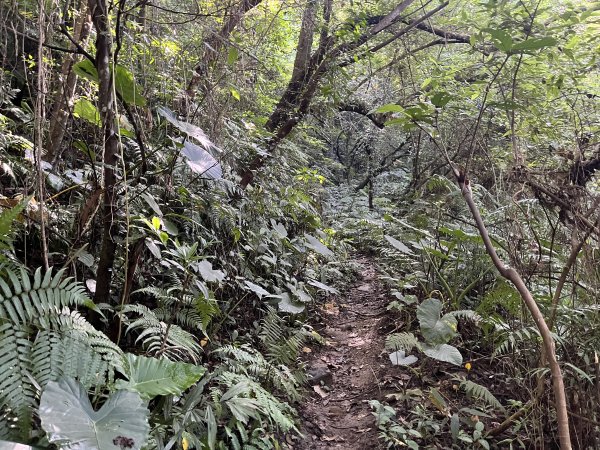 [皮皮獅Hike客任務-01/10] 2024_0720 打牛崎古道2557012