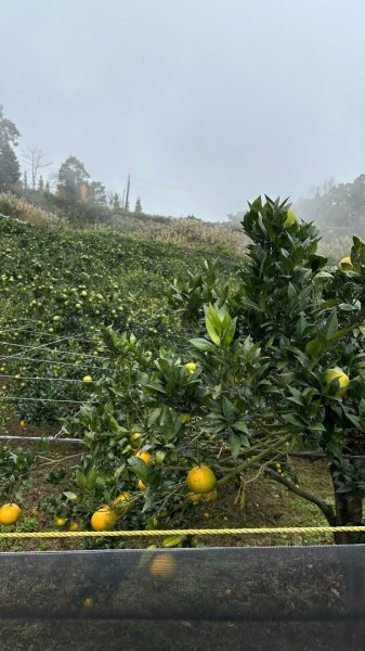 馬那邦山O走2370119