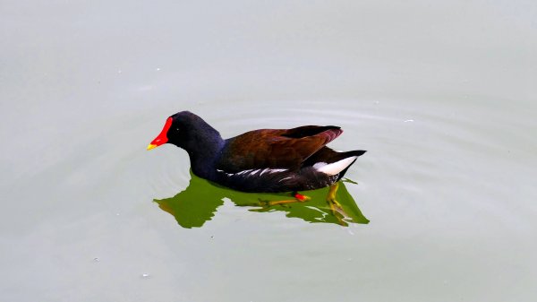 大安公園,台大校園3012121