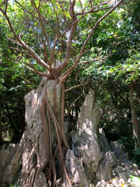 大石林山672544