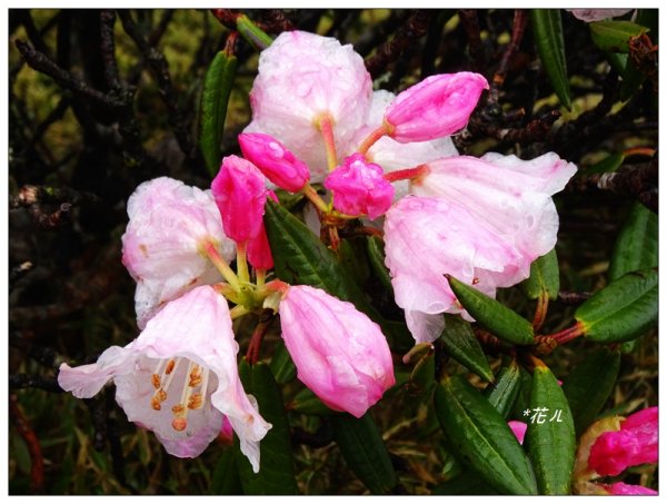 合歡石門山步道907855