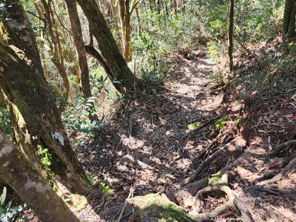 20250112貴妃山那結山外鳥嘴山蓮包山O型2727157