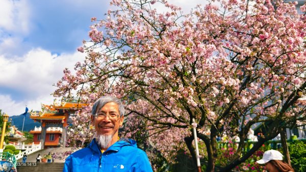 #綠繡眼 訪花 #吉野櫻 #天元宮 #楓樹湖 03162736690