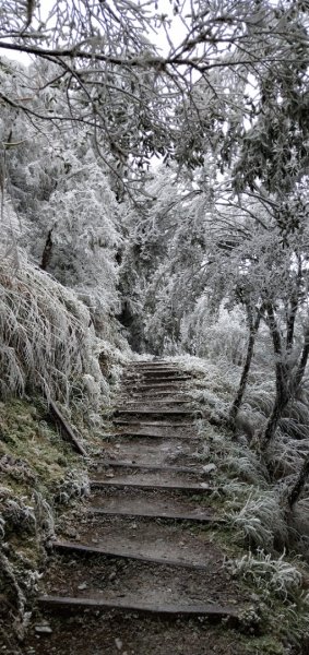 太平山第一場雪【台灣山毛櫸國家步道】1222963