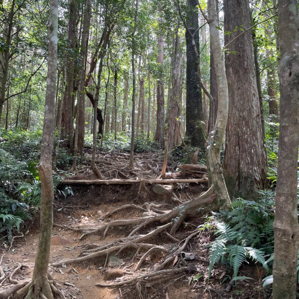 林相優美-內鳥嘴山111.03.161645268