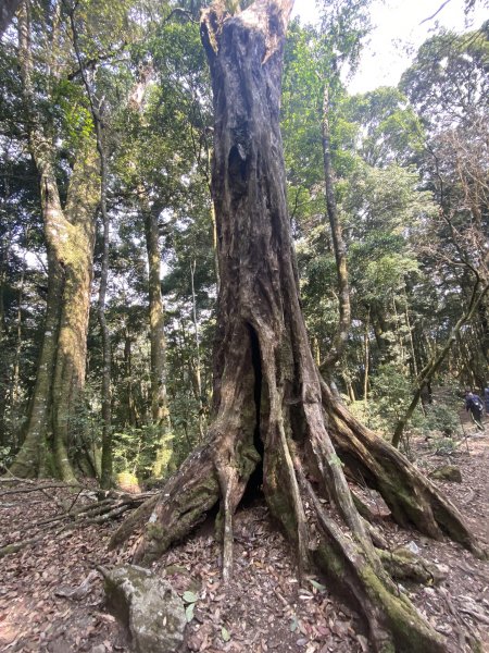 谷關七雄-屋我尾山 (大雪山起登)1347868